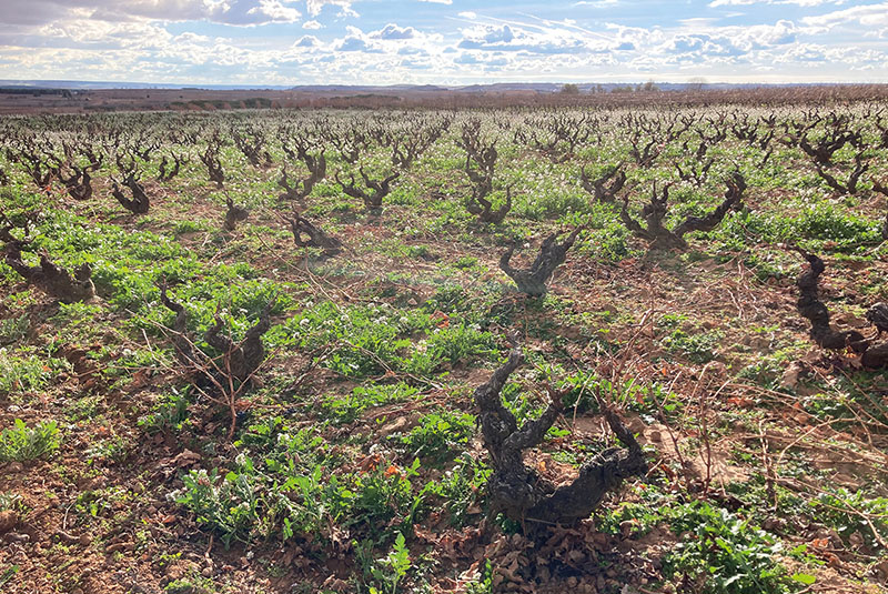 Barona Bodegas Y Viñedos-photo