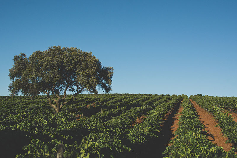 winery-photo