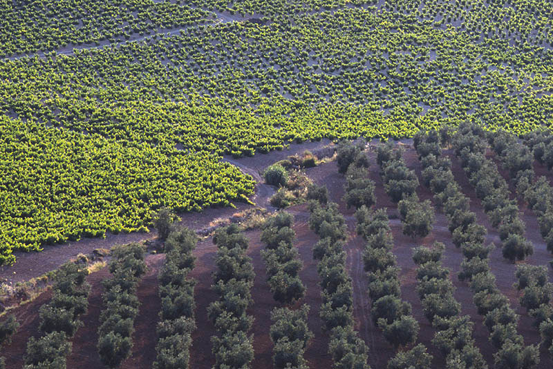 Bodegas Alvear-photo