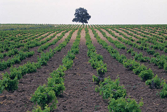 Bodegas Alvear-photo