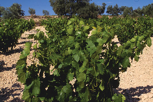 Bodegas Alvear-photo