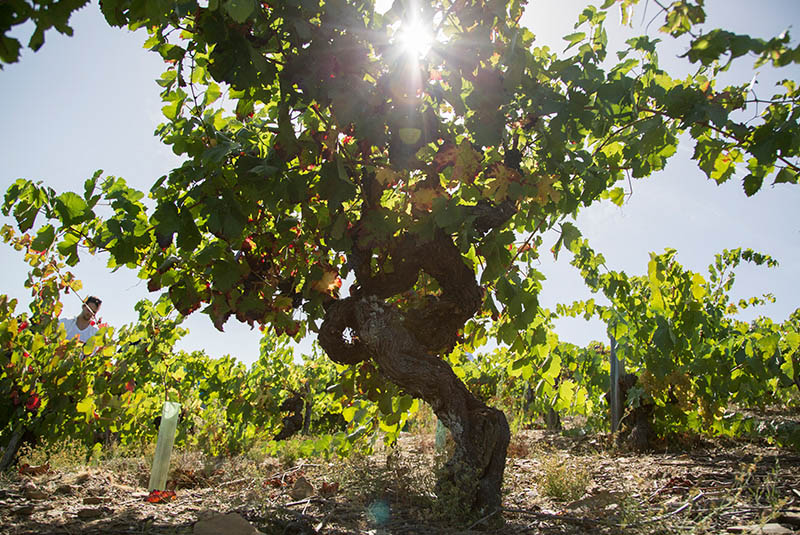 Bodegas Avancia-photo