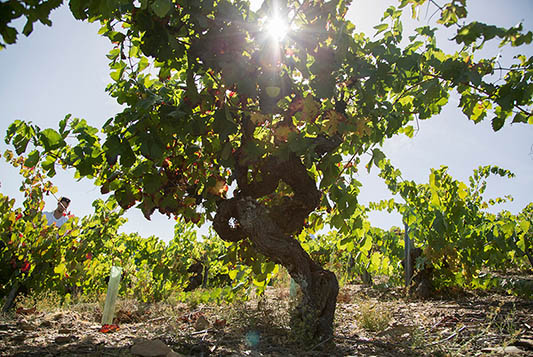 Bodegas Avancia-photo