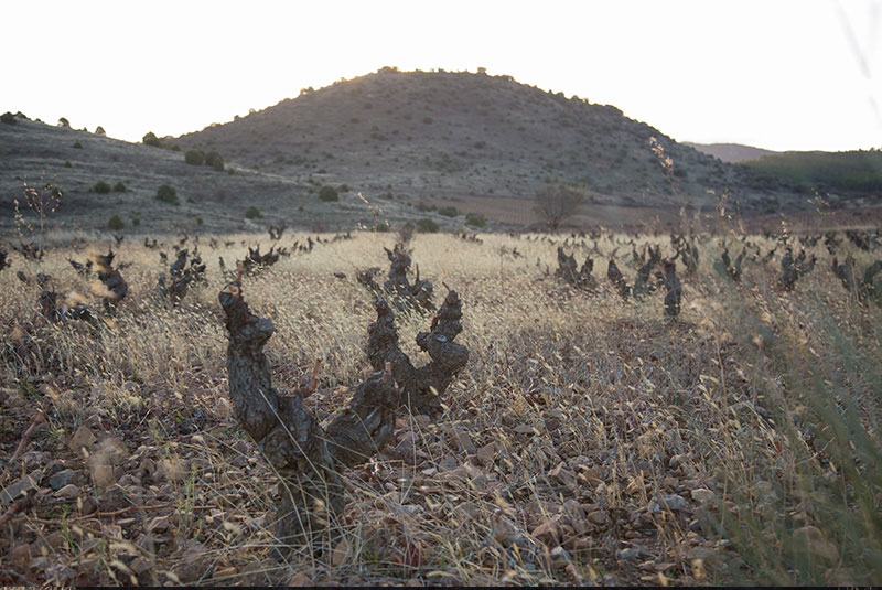 Bodegas Breca-photo