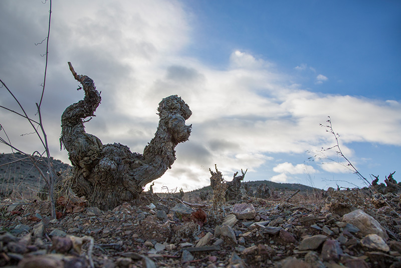 Bodegas Breca-photo