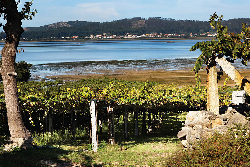 Bodegas La Caña-photo