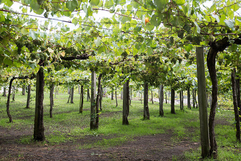 Bodegas La Caña-photo