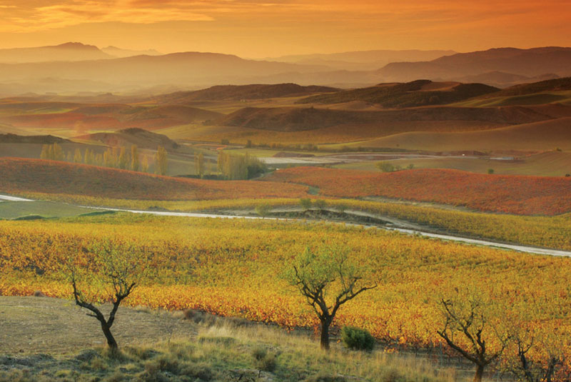 Bodegas Nekeas-photo