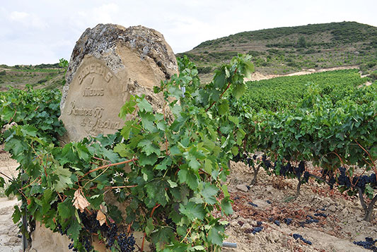 Bodegas Ramirez De La Piscina-photo