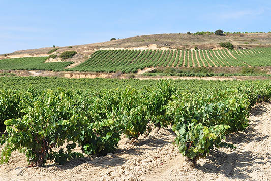 Bodegas Ramirez De La Piscina-photo