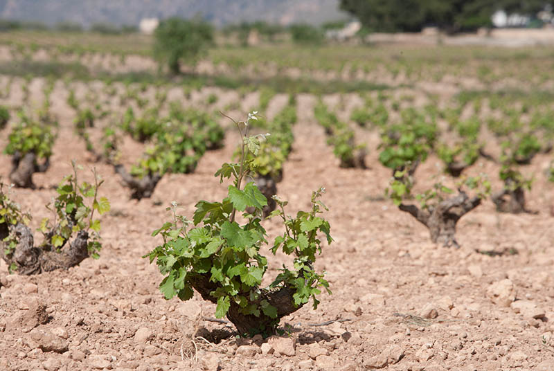 Bodegas Sierra Salinas-photo