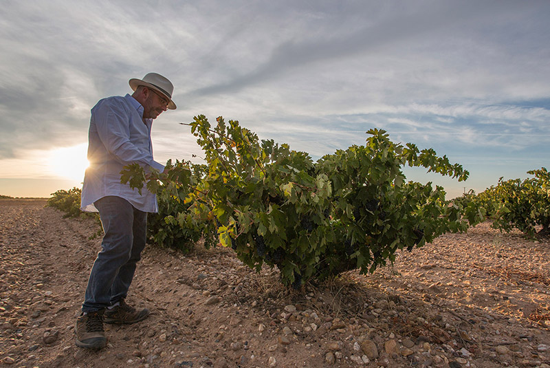 Bodegas Vatan-photo