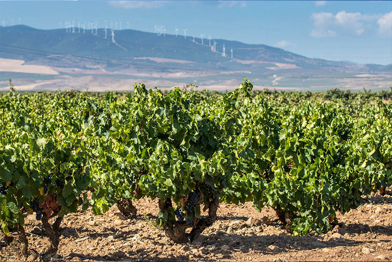 Bodegas y Viñedos Ilurce-photo