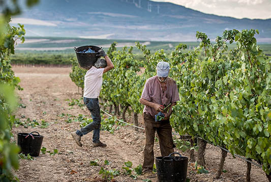 Bodegas y Viñedos Ilurce-photo