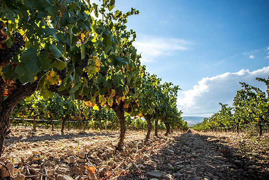 Bodegas y Viñedos Ilurce-photo