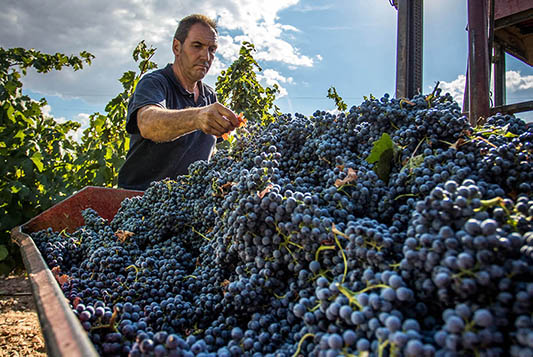 Bodegas y Viñedos Ilurce-photo