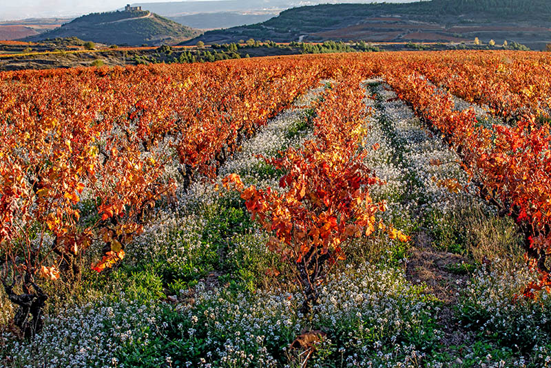 Cuentaviñas-photo