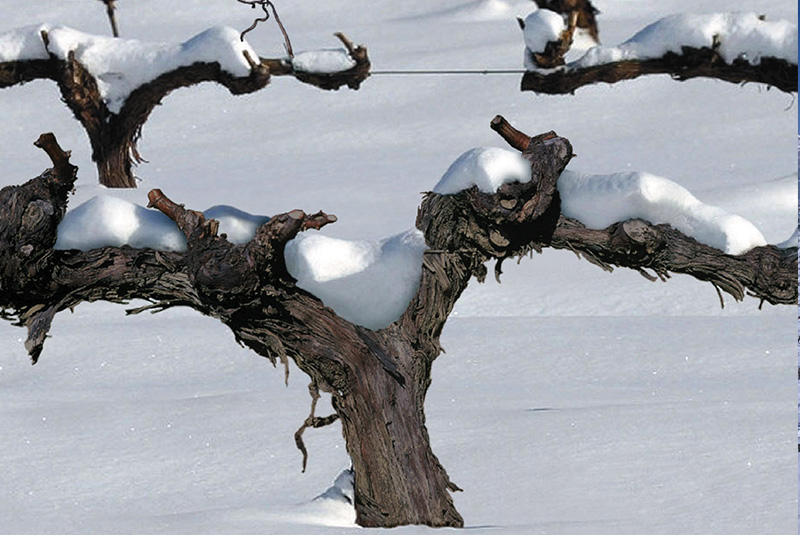 Viñedos de Páganos-photo