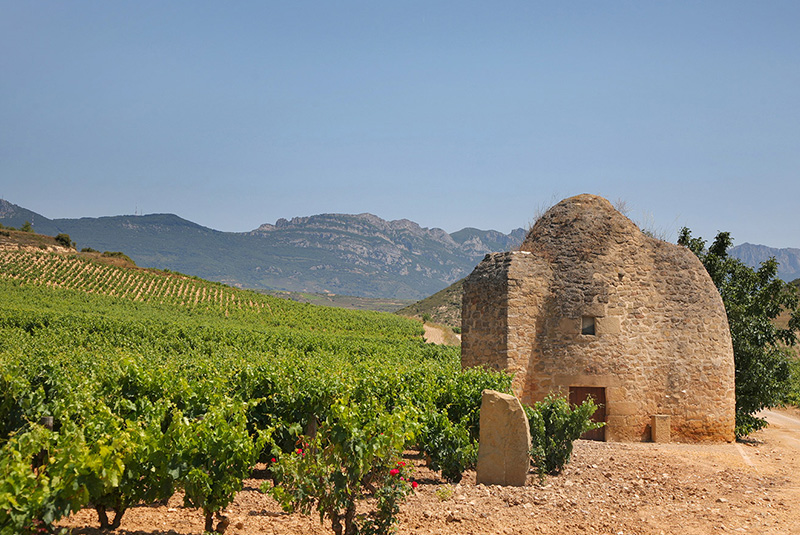 Viñedos y Bodegas Sierra Cantabria-photo