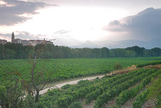 Viñedos y Bodegas Sierra Cantabria-photo