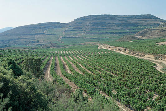 Viñedos y Bodegas Sierra Cantabria-photo