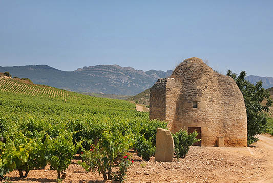 Viñedos y Bodegas Sierra Cantabria-photo