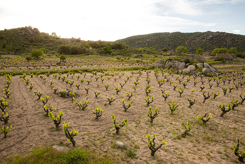 Vinos Aurelio García - Alto Horizonte-photo