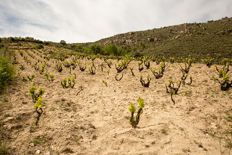 Vinos Aurelio García - Alto Horizonte-photo