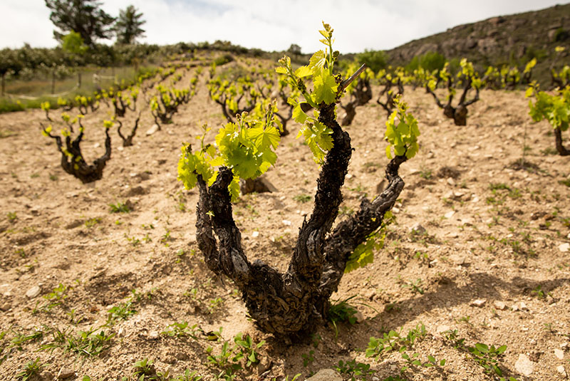 Vinos Aurelio García - Alto Horizonte-photo