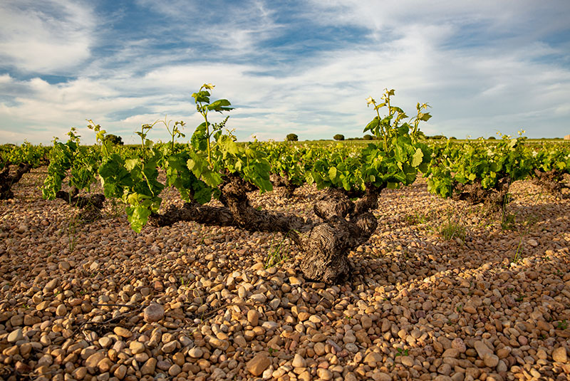 Vinos Aurelio García - Micaela Rubio-photo