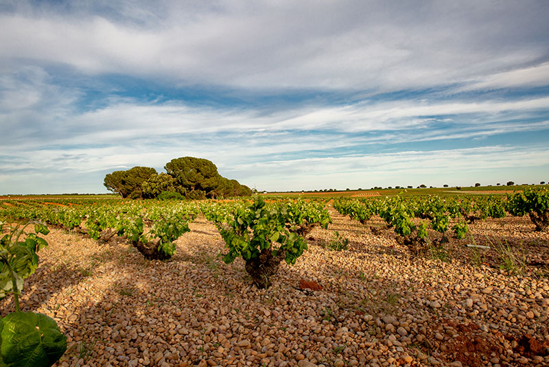 Vinos Aurelio García - Micaela Rubio-photo